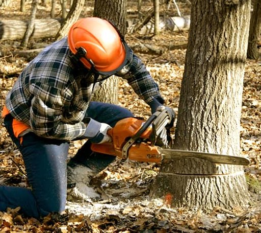 Tree Removal in Baltic, CT